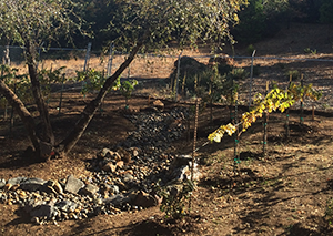 Dry Creek Bed in Fall